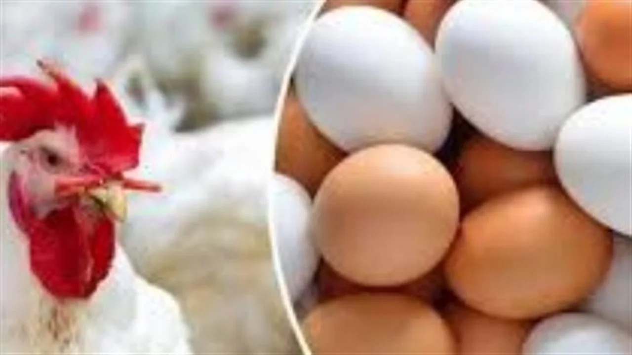 تغيرات لافتة.. أسعار الفراخ البيضاء في الأسواق خلال تعاملات اليوم الأحد